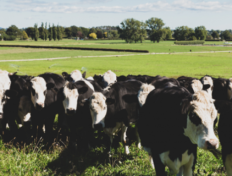 Grass Fed as a Differentiator for NZ