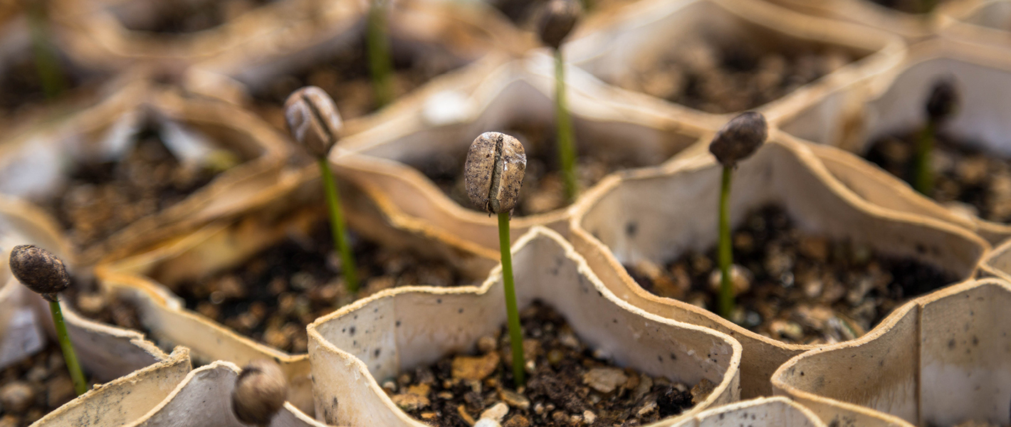 Seed Sampling 1420x600px