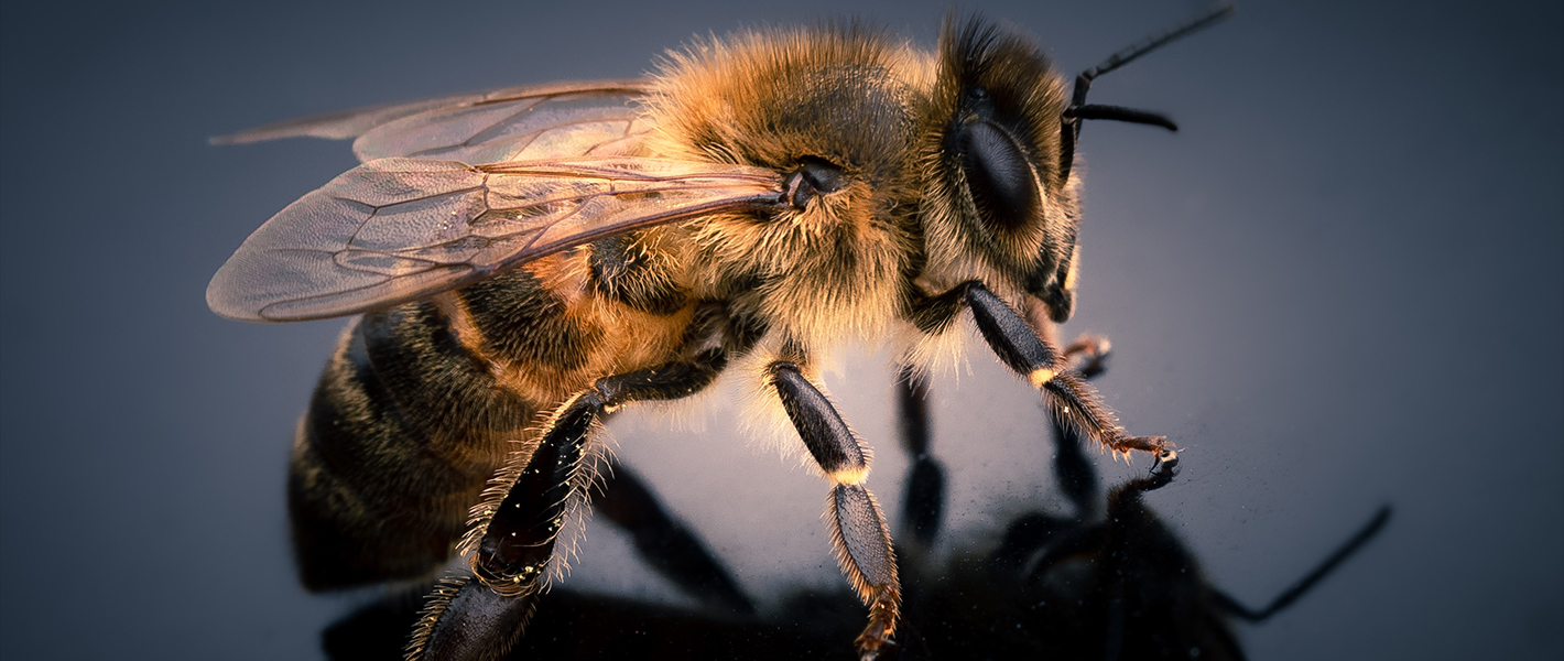 michael milverton unsplash bees