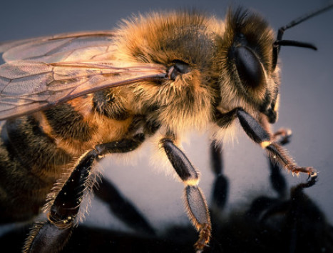 michael milverton unsplash bees