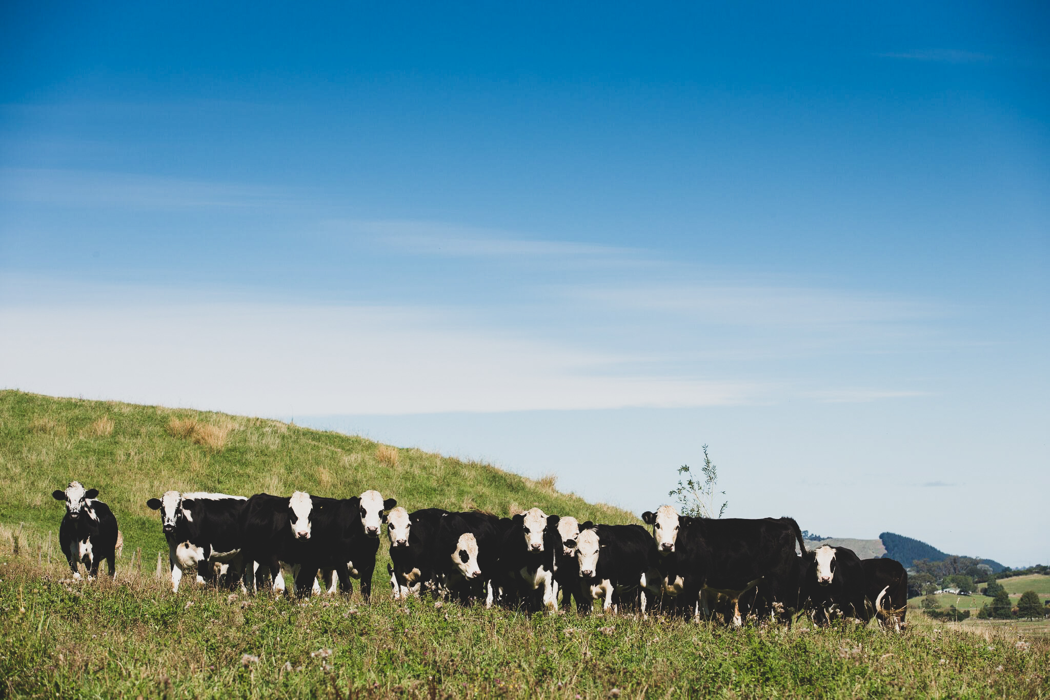 Animal Welfare Livestock 3