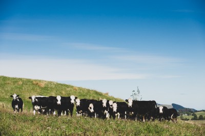 Animal Welfare Livestock 3