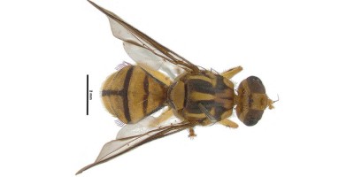 news taufly