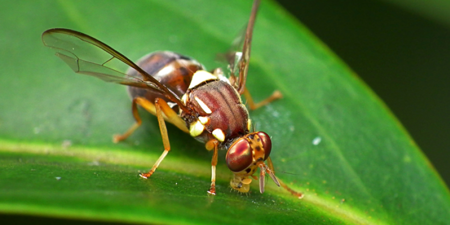 news fruitfly