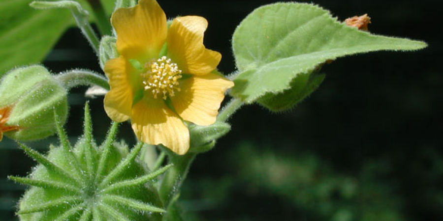 news velvetleaf