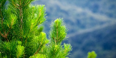 Forestry