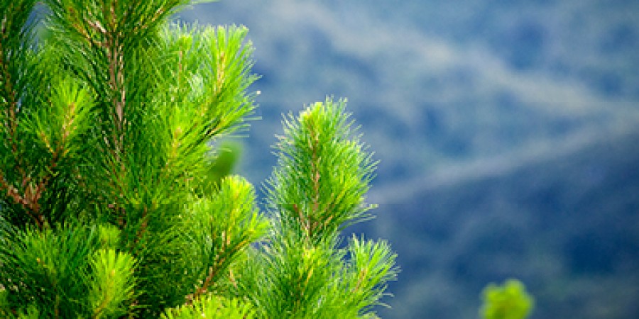 Forestry