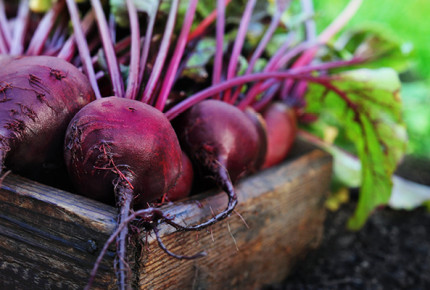 NZGAP Experts 1256x650px