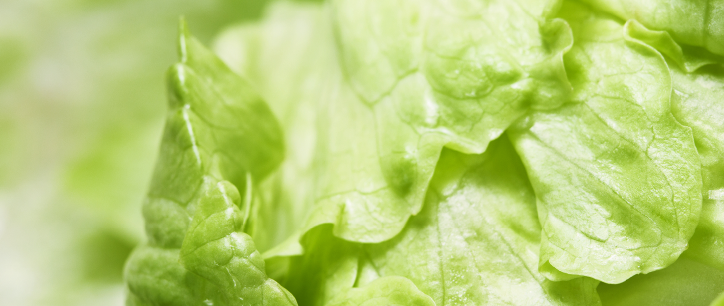 Iceberg Lettuce 1420x600px