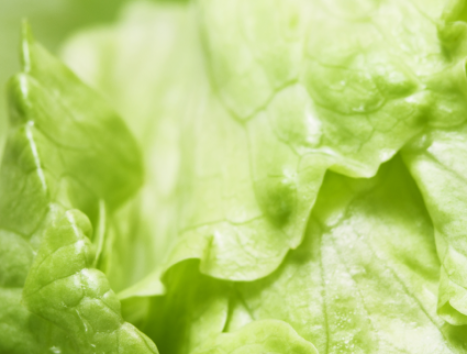 Iceberg Lettuce 1420x600px